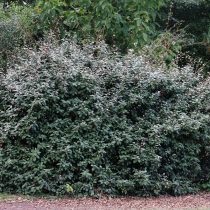 Лох колючий (Elaeagnus pungens) Лох колючий (Elaeagnus pungens)