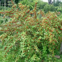 Лох многоцветковый (Elaeagnus multiflora) Лох многоцветковый (Elaeagnus multiflora)