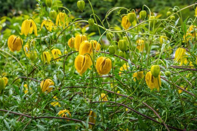 Клематис тангутский (Clematis Tangutica), сорт «Ламбтон парк» (Lambton Park) Клематис тангутский (Clematis Tangutica), сорт «Ламбтон парк» (Lambton Park)