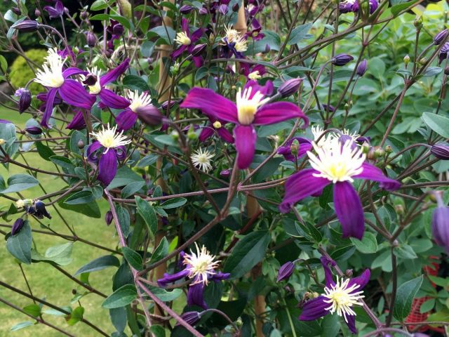 Клематис ароматный (Clematis aromatica) Клематис ароматный (Clematis aromatica)