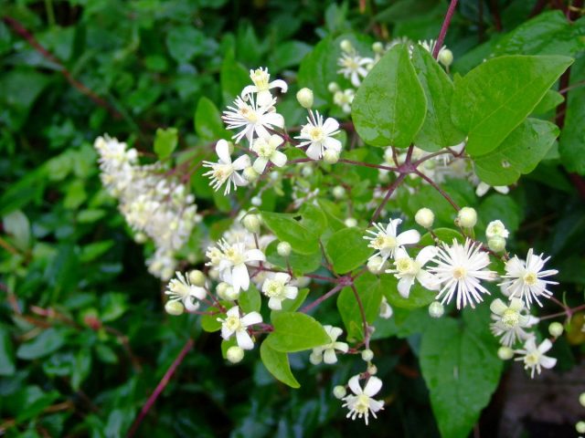Клематис виноградолистный (Clematis vitalba), культурная форма 'Summer Snow' Клематис виноградолистный (Clematis vitalba), культурная форма 'Summer Snow'