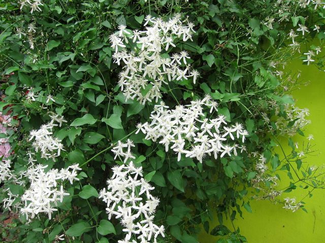 Клематис прямой (Clematis recta) Клематис прямой (Clematis recta)