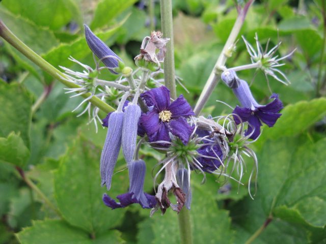 Клематис борщевиколистный (Clematis Heracleifolia) Клематис борщевиколистный (Clematis Heracleifolia)