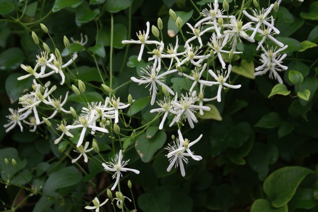 Клематис жгучий (Clematis flammula) Клематис жгучий (Clematis flammula)