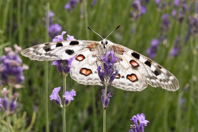 Бабочка Аполлон (Parnassius apollo) Бабочка Аполлон (Parnassius apollo)