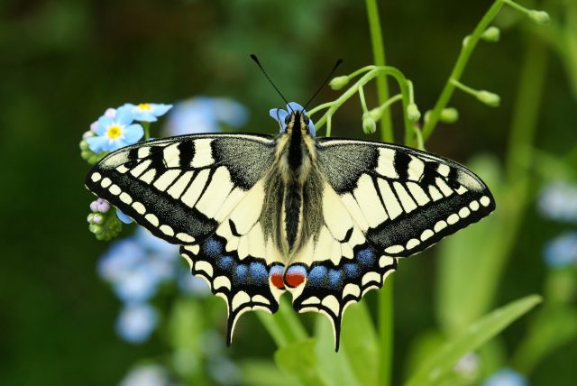 Бабочка Махаон (Papilio machaon) Бабочка Махаон (Papilio machaon)
