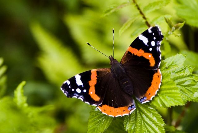 Бабочка Адмирал (Vanessa atalanta) Бабочка Адмирал (Vanessa atalanta)