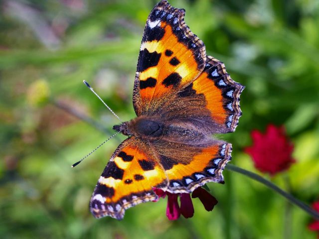 Бабочка Крапивница (Aglais urticae) Бабочка Крапивница (Aglais urticae)