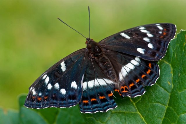Бабочка Ленточник тополёвый (Limenitis populi) Бабочка Ленточник тополёвый (Limenitis populi)