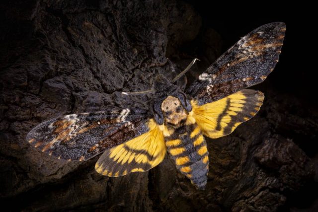 Бабочка Бражник мертвая голова (Acherontia atropos) Бабочка Бражник мертвая голова (Acherontia atropos)