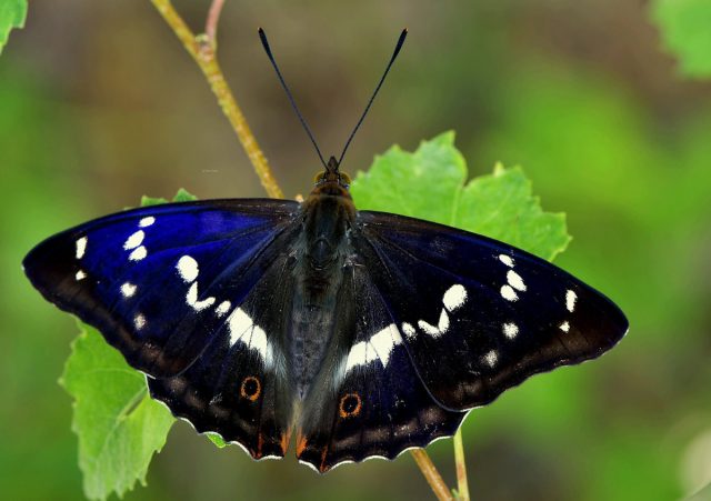 Радужница, или Переливница большая (Apatura iris) Радужница, или Переливница большая (Apatura iris)
