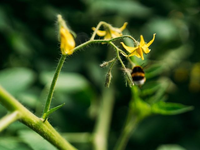 Шмель — единственное насекомое, опыляющее цветки томатов