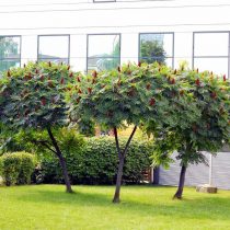 Сумах оленерогий (Rhus typhina) Сумах оленерогий (Rhus typhina)