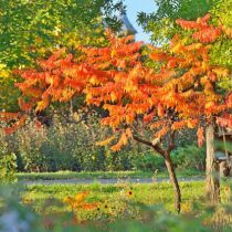 Сумах оленерогий (Rhus typhina) «Тигер Айс» (Tiger Eyes) Сумах оленерогий (Rhus typhina) «Тигер Айс» (Tiger Eyes)