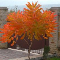 Гладкий сумах (Rhus glabra) Гладкий сумах (Rhus glabra)