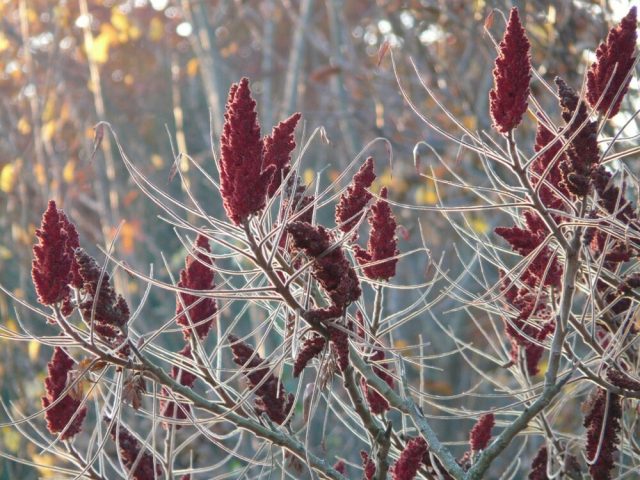 Зимой гладкие искривленные ветви сумаха привлекают птиц и взгляд