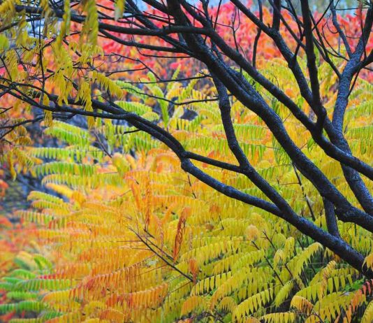 Сумах — друг или враг?