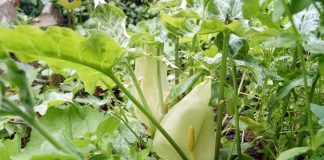 Удивительные аронники — какие бывают и как выращивать?