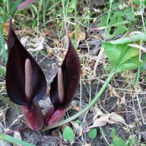 Аронник удлинённый (Arum elongatum) Аронник удлинённый (Arum elongatum)