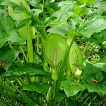 Аронник пятнистый (Arum maculatum) Аронник пятнистый (Arum maculatum)