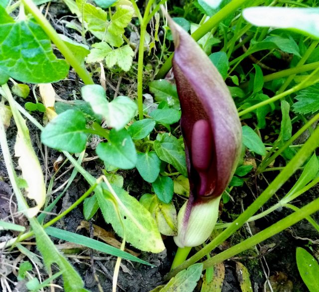 Аронник восточный (Arum оrientale) — покрывало ещё побагровеет Аронник восточный (Arum оrientale) — покрывало ещё побагровеет