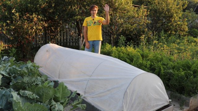 Высаживаем пекинскую капусту во второй половине лета Высаживаем пекинскую капусту во второй половине лета