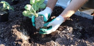 Извлеките из горшочков укоренившиеся кустики и поместите в лунки. Аккуратно засыпьте высаженные растения грунтом.