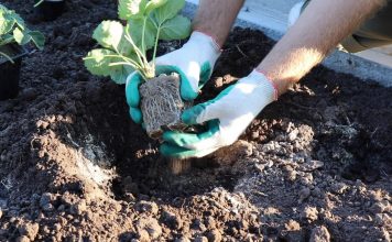 Извлеките из горшочков укоренившиеся кустики и поместите в лунки. Аккуратно засыпьте высаженные растения грунтом.