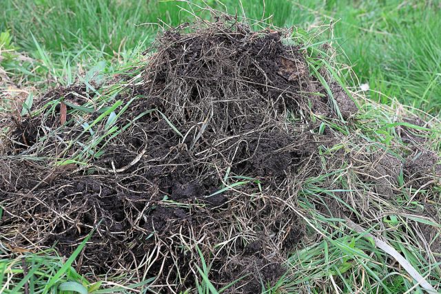 Надежнее отказаться от внесения свежих корней пырея в компост