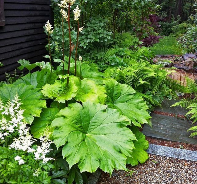 Лучшим выбором для цветников на боковом дворе станут растения, которые хорошо себя чувствуют в условиях низкой освещенности