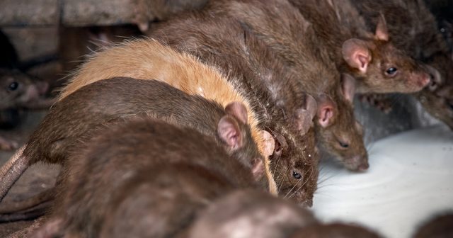 Крысы являются распространенной проблемой в хозяйствах, особенно огородных