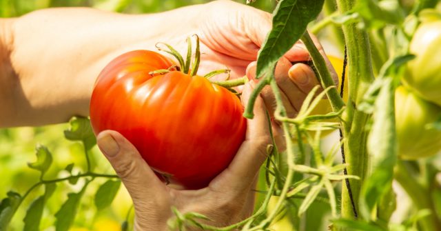 Выбираем правильный томат для сбора семян