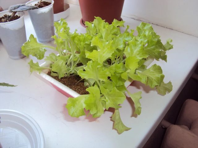 Растущий салат