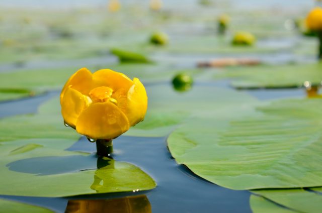 Кубышка на воде Кубышка на воде