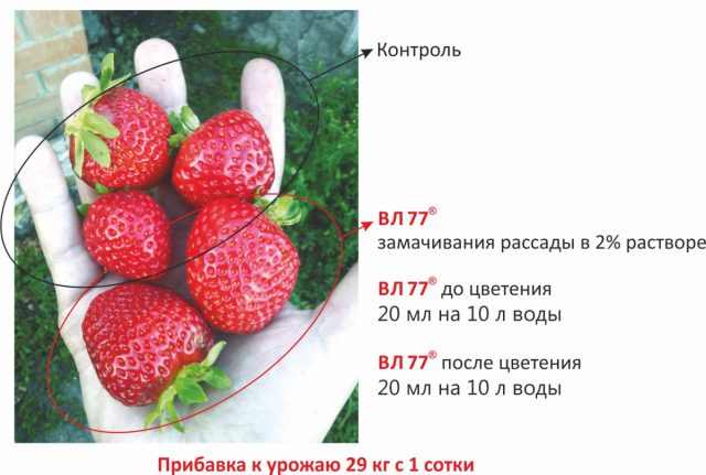 Обработка клубники «ВЛ 77»