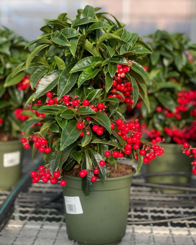Ардизия городчатая (Ardisia crenata) Ардизия городчатая (Ardisia crenata)
