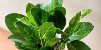 Фикус бенгальский — уникальный своими яркими листьями