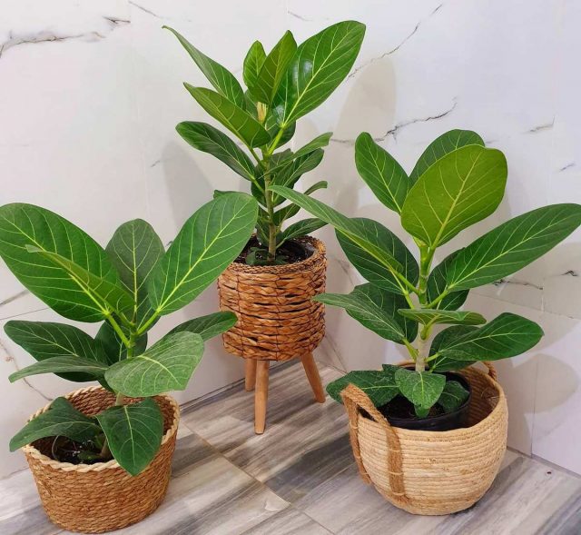 Бенгальский фикус (Ficus benghalensis) Бенгальский фикус (Ficus benghalensis)