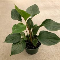 Хомаломена Уоллеса (Homalomena wallisii), сорт «Эмеральд Грин» (Emerald Green) Хомаломена Уоллеса (Homalomena wallisii), сорт «Эмеральд Грин» (Emerald Green)