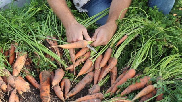 Когда морковь выкопана, срезаем ботву, сушим и сортируем