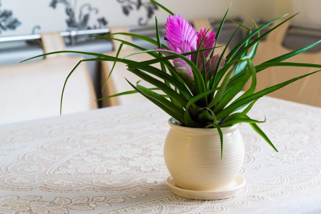 Тилландсия синяя (Tillandsia cyanea) Тилландсия синяя (Tillandsia cyanea)