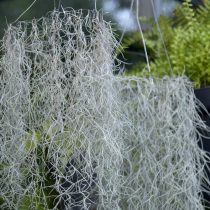 Испанский, или луизианский мох, тилландсия уснеевидная (Tillandsia usneoides) Испанский, или луизианский мох, тилландсия уснеевидная (Tillandsia usneoides)