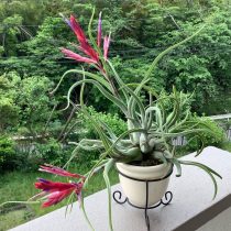 Тилландсия капут-медуза, или Голова Медузы (Tillandsia caput-medusae) Тилландсия капут-медуза, или Голова Медузы (Tillandsia caput-medusae)