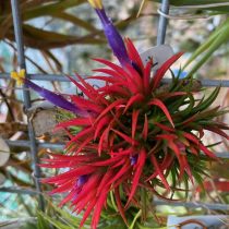 Тилландсия фиалкоцветковая (Tillandsia ionantha) Тилландсия фиалкоцветковая (Tillandsia ionantha)