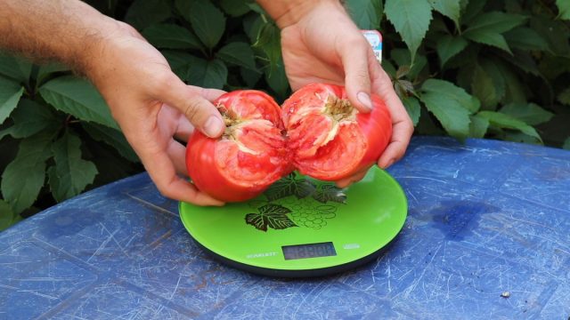 Королевская мантия Королевская мантия