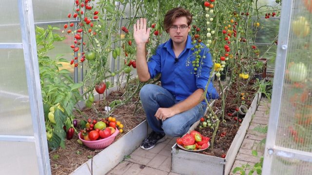 Какие сорта томатов выбрать для теплицы и открытого грунта? Какие сорта томатов выбрать для теплицы и открытого грунта?