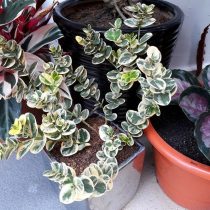 Карисса крупноцветковая вариегата (Carissa macrocarpa subsp. variegata) Карисса крупноцветковая вариегата (Carissa macrocarpa subsp. variegata)