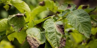 Картофель и фитофтора — как бороться экологичными методами?
