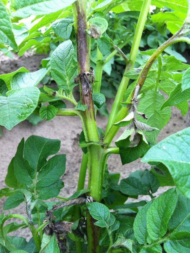 Нашу картошку доводит до невменяемого состояния Phytophthora infestans Нашу картошку доводит до невменяемого состояния Phytophthora infestans