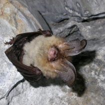 Бурый ушан (Plecotus auritus) Бурый ушан (Plecotus auritus)